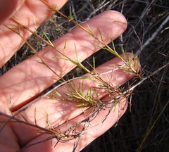 Prismatocarpus diffusus