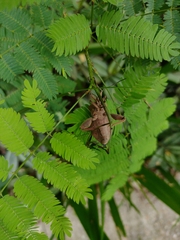 Pachylis bipunctatus