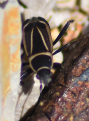 Ragliodes delineatus