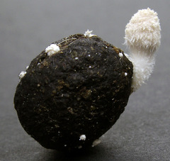 Coprinopsis igarashii