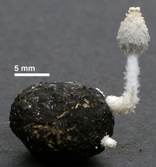 Coprinopsis igarashii