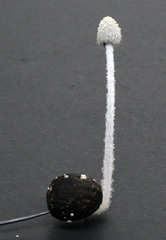 Coprinopsis igarashii