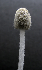 Coprinopsis igarashii