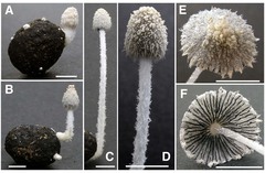 Coprinopsis igarashii