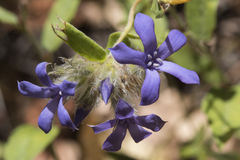 Billardiera variifolia