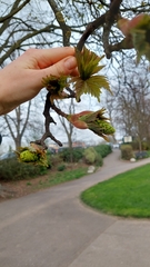 Acer pseudoplatanus