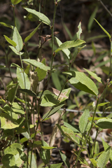 Billardiera variifolia
