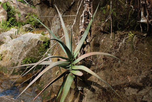 Aloe acutissima (Aloe acutissima)