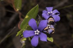 Billardiera variifolia