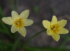 Zephyranthes primulina