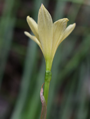 Zephyranthes primulina