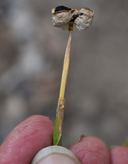 Zephyranthes primulina