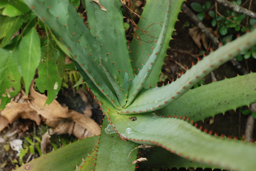 Aloe acutissima, photograph 2