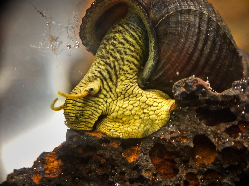 Tylomelania