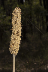 Xanthorrhoea gracilis