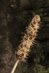 Xanthorrhoea gracilis