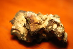 Cerioporus squamosus