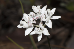 Xanthosia atkinsoniana