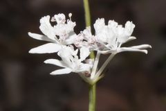 Xanthosia atkinsoniana
