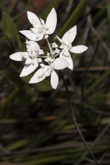 Xanthosia atkinsoniana