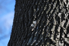 Cerioporus squamosus