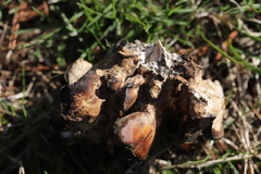 Cerioporus squamosus