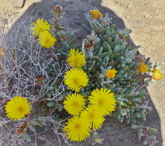 Malephora crassa