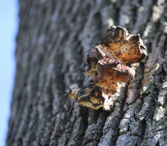 Cerioporus squamosus