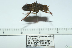 Ontholestes