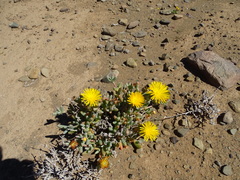 Malephora crassa