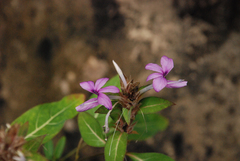 Barleria seyrigii