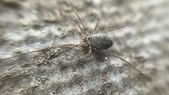 Paraumbogrella pumilio