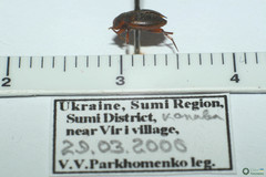 Hydroporus figuratus