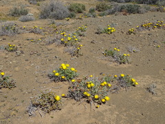 Malephora crassa
