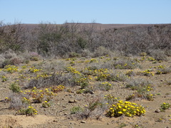 Malephora crassa