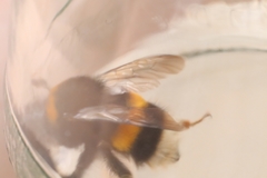Bombus