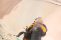 Bombus
