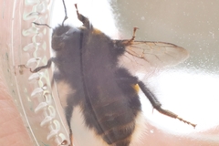 Bombus