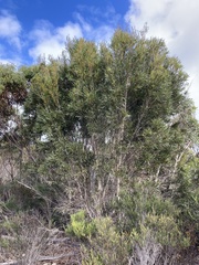Eucalyptus cneorifolia