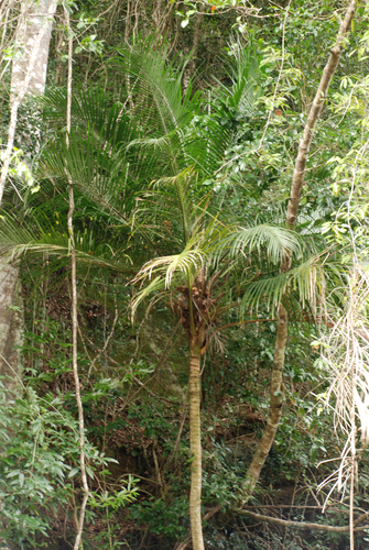 Ravenea glauca