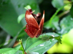 Abisara saturata kausambioides