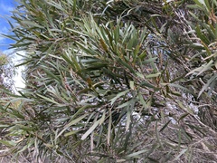 Eucalyptus cneorifolia