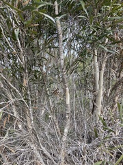 Eucalyptus cneorifolia