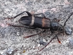 Semanotus bifasciatus