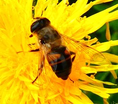 Eristalis tenax