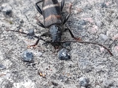 Semanotus bifasciatus