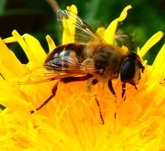 Eristalis tenax