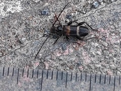Semanotus bifasciatus