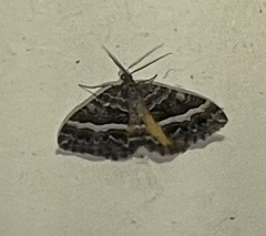 Chrysolarentia vicissata