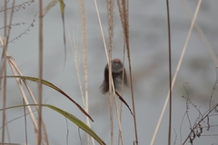 Sinosuthora alphonsiana